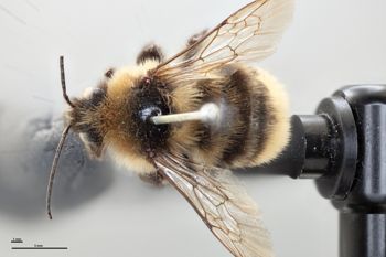 Media type: image;   Entomology 810770 Aspect: habitus dorsal view